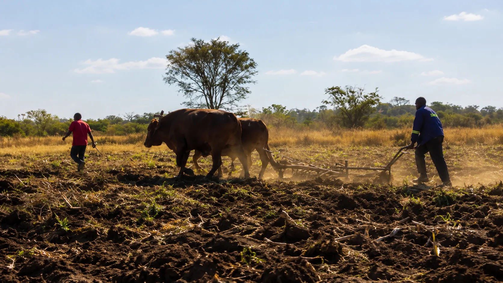 Oxen pulling an animal-drawn implement in a field